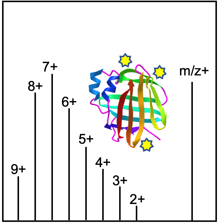 ProteinHRMS